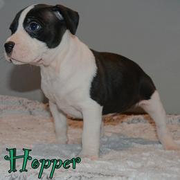 Hopper - male Alapaha Blue Blood Bulldog puppy in Walbridge, Ohio from United Alapaha Bulldogs