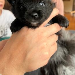 Girl - Black female Pomeranian puppy in Tulsa, Oklahoma from Jazzy Poms