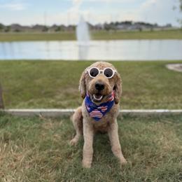 Otis - Red  male Goldendoodle puppy in Houston, Texas from Golden Life Doodles