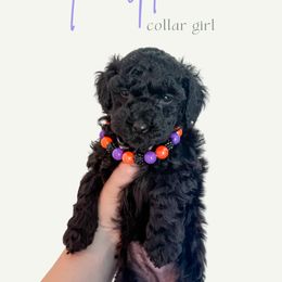 Purple Collar - Black female Goldendoodle puppy in Gilbert, Arizona from Desert Paws Doodles