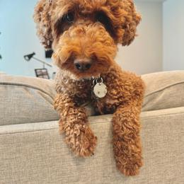 Whidby - Goldendoodle