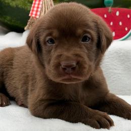 Red - Chocolate male Labrador Retriever puppy in Heath Springs, South Carolina from Rich Hill Retrievers