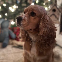 Lucy - Cocker Spaniel