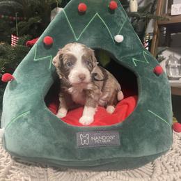 Case (navy collar) - Brown merle male Aussiedoodle puppy in Mouth Of Wilson, Virginia from HoneyBunn Doodle Co.