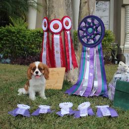 Cavalier King Charles Spaniel Puppies from Ohana Cavaliers