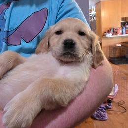 Golden Retriever Puppies from Rodgers Retrievers