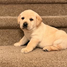 Luna - Yellow female Labrador Retriever puppy in Tekonsha, Michigan from Asher Acres Labs