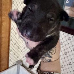 Fern - Black brindle and white female Bull Terrier puppy in Springfield, Ohio from Lynn Hill Bull Terriers
