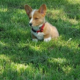 Pembroke Welsh Corgi Puppies from AJ'S Country Corgi's