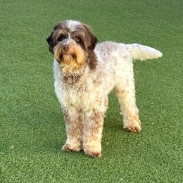 Cold Brew - Australian Labradoodle
