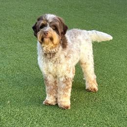 Cold Brew - Australian Labradoodle