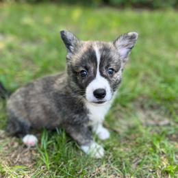 Sequoia - Brindle and white male American Corgi puppy in Hope, Arkansas from Foxy Knoll Farm