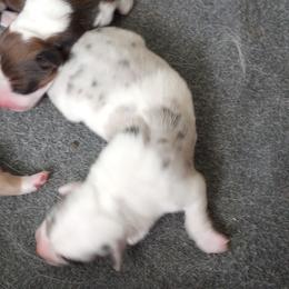 American Corgi and Pembroke Welsh Corgi Puppies from Faery Mount Farm