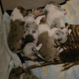 Collie Puppies from Sweet Southern Collies