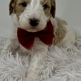 Red Male - Parti male Goldendoodle puppy in Great Falls, Montana from Montana Goldendoodles