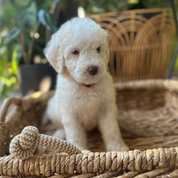 Teddy - Cream male Goldendoodle puppy in Los Angeles, California from LA’s Favorite Puppies