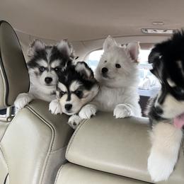 Pomsky Puppies from Destiny Pomskies LLC