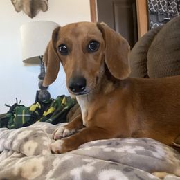 Marley - Dachshund