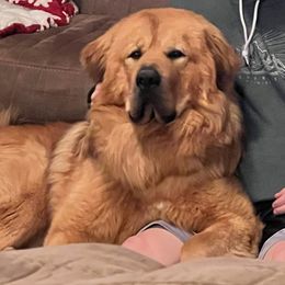 Tibetan Mastiff All Grown Up from Reigning Tibetan Mastiffs