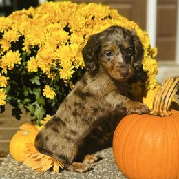 PAISLEY - Dapple female Dachshund puppy in Holtwood, Pennsylvania from Holly Hill Dachshunds