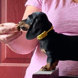 Dachshund Puppies from Lil Deschutes