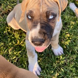 Great Dane Puppies from Virginia Great Danes