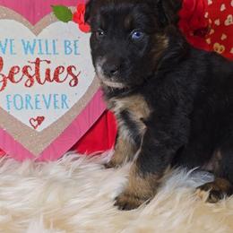 Black Tri Male 1 - Black tri-color male Australian Shepherd puppy in Crossville, Alabama from Bluff View Aussies