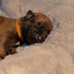 Needle - Fawn female Belgian Malinois puppy in Baltimore, Maryland from Abenteurer German Shepherds & Belgian Malinois