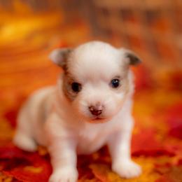 Chihuahua Puppies from Arizona Adventure Chihuahuas