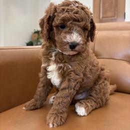 Murphy - Apricot male Goldendoodle puppy in Berlin, Ohio from Doodle Babys
