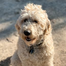Remi - Goldendoodle