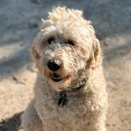 Remi - Goldendoodle