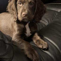 English Cocker Spaniel Puppies from River Trail Kennels