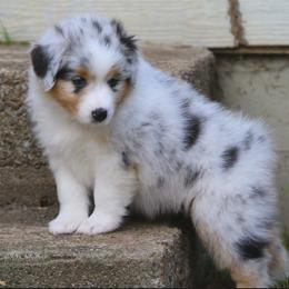 Girl 1 - female Australian Shepherd puppy in Chico, California from Brody Aussies