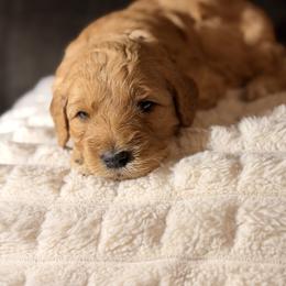 Goldendoodle Puppies from Diverse Nurturing Affectionate Doodle Kennel