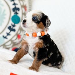 Belle-orange - Merle female Bernedoodle puppy in Ontario, California from Teddy Doodles & Standard Poodles