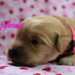 Pink Girl - Golden female Golden Retriever puppy in Otis Orchards, Washington from Sunlite Golden Retrievers