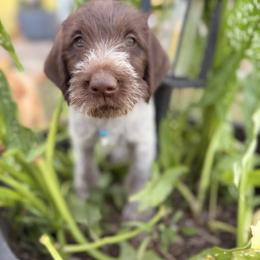Blue Collar Male - Brown and gray male Wirehaired Pointing Griffon puppy in Sheldon, Vermont from Ole Poor Farm