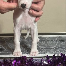 Zoso - White and red brindle male Whippet puppy in Brooksville, Florida from Phasion Whippets Kimberly & Paul Norton Sr.