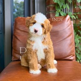 Indy - Red female Bernedoodle puppy in Tulsa, Oklahoma from The Poodle Co. Raising Doodles & Poodles