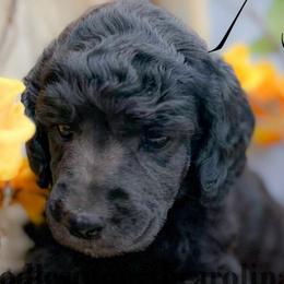 Spring - Silver female Poodle puppy in Greenville, North Carolina from Grace Poodles