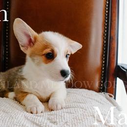 Finn - Red male Pembroke Welsh Corgi puppy in Bend, Oregon from Highland Meadow Corgis