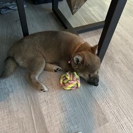 Shiba Inu Puppies from The Animal Farm Shiba Inus & Mameshibas
