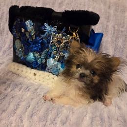 Midwest Mini Kevin - Fawn male Mi-Ki puppy in Clearwater, Kansas from Midwest Mini Mi-kis