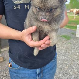 Wazowski - Beaver male Pomeranian puppy in Chattanooga, Tennessee from Valley Poms