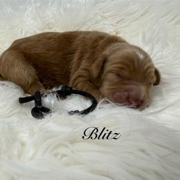 Blitz     Football theme pick out 6 weeks - Red  male Goldendoodle puppy in La Grange, Georgia from Heartfelt GoldenDoodles