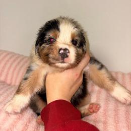 Glacier - Blue merle female Australian Shepherd puppy in Anniston, Alabama from All Hale Aussies