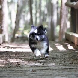Pomsky Puppies from New World Pomskies
