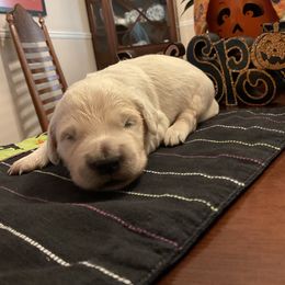 Golden Retriever Puppies from Tupelo Honey Farm's Golden Retrievers