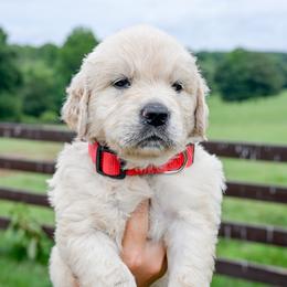 Georgia - Light golden female Golden Retriever puppy in Fair Play, South Carolina from Down South Goldens